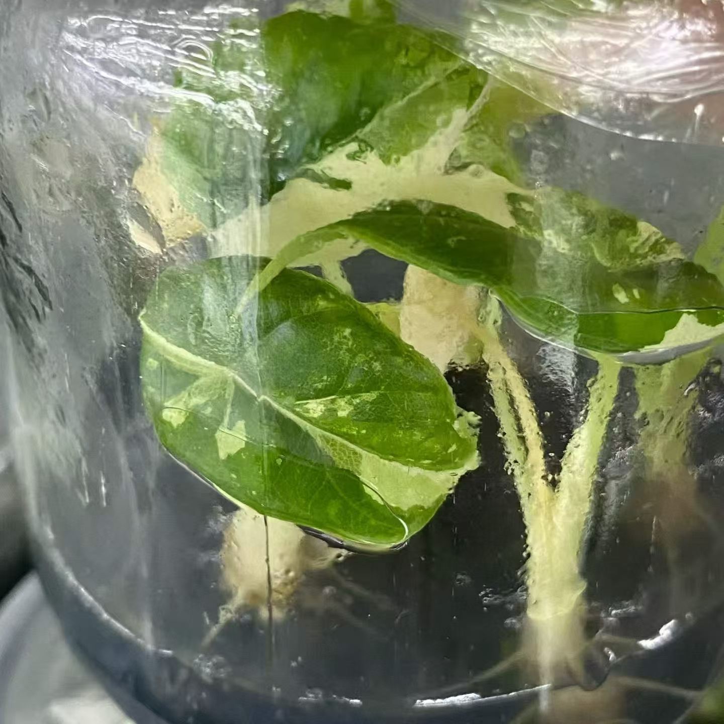 Alocasia Maharani Albo Variegated | Tissue Culture Plantlet 3 to 5cm | Exquisite Silver Grey Leathery Leaves with Stark White Sectoral Variegation thumbnail 3