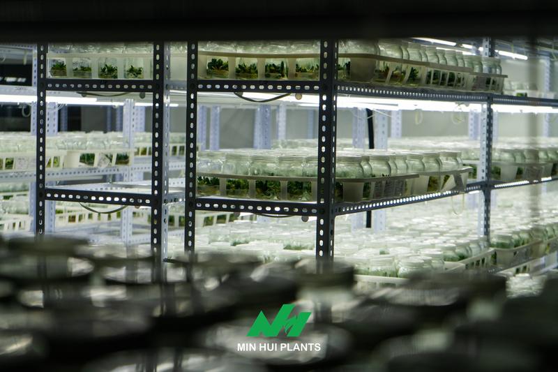 The Importance of Plant Uniformity in Wholesale and Retail Markets