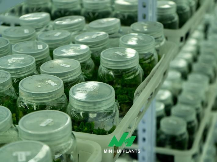 The Importance of Plant Uniformity in Wholesale and Retail Markets