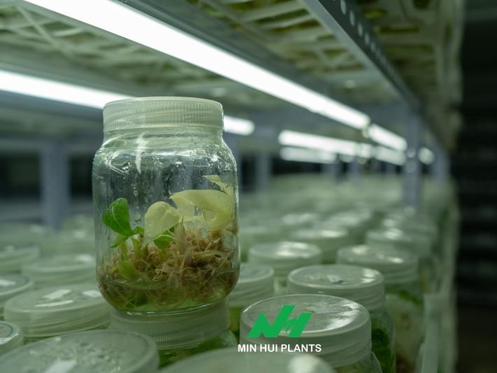 The Importance of Plant Uniformity in Wholesale and Retail Markets