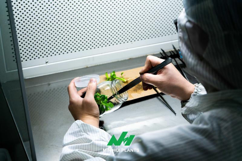 Contamination Is Not Just a Laboratory Problem: Why Source Tracking Matters More Than Removing Infected Cultures