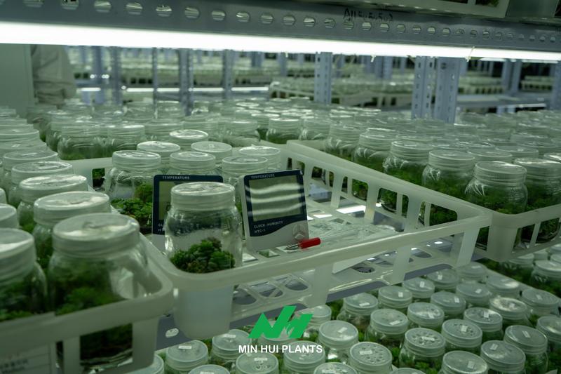 Contamination Is Not Just a Laboratory Problem: Why Source Tracking Matters More Than Removing Infected Cultures