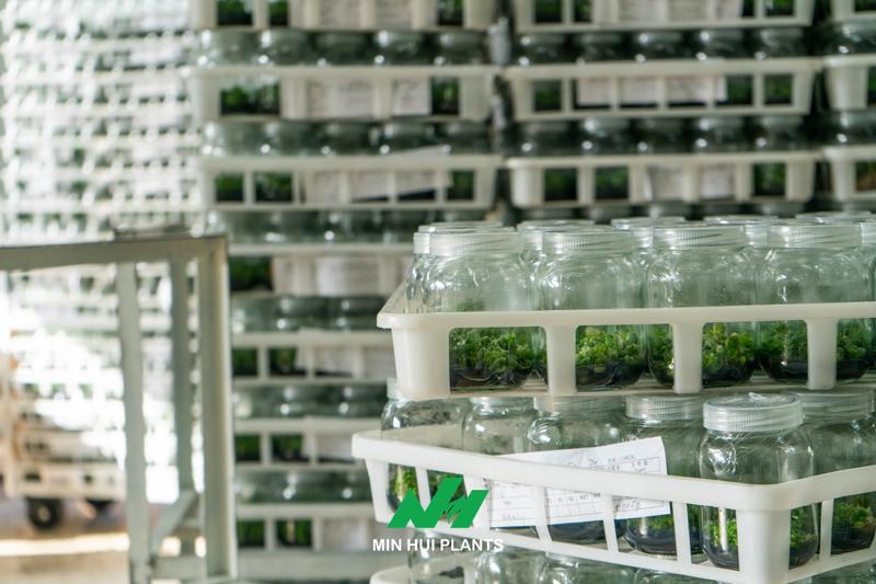 Contamination Is Not Just a Laboratory Problem: Why Source Tracking Matters More Than Removing Infected Cultures