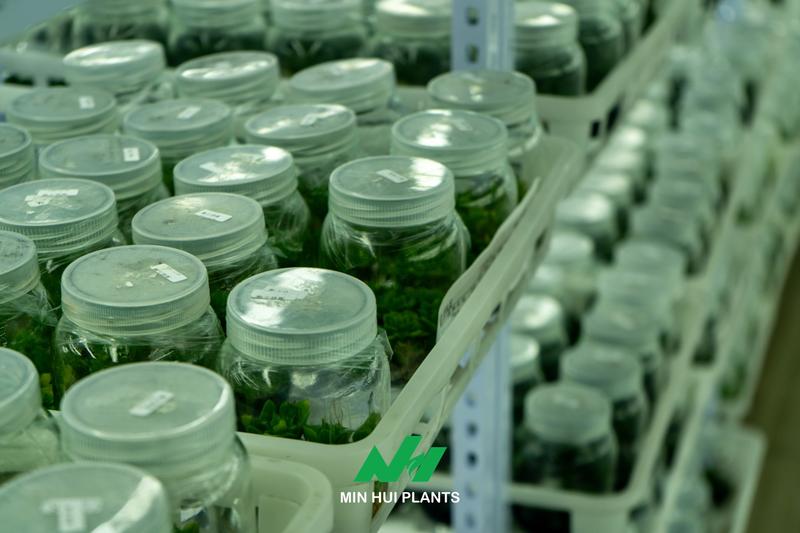 The Future of Commercial Plant Production: Why Data Management Will Become a Competitive Advantage