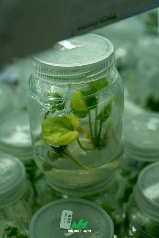The Future of Commercial Plant Production: Why Data Management Will Become a Competitive Advantage