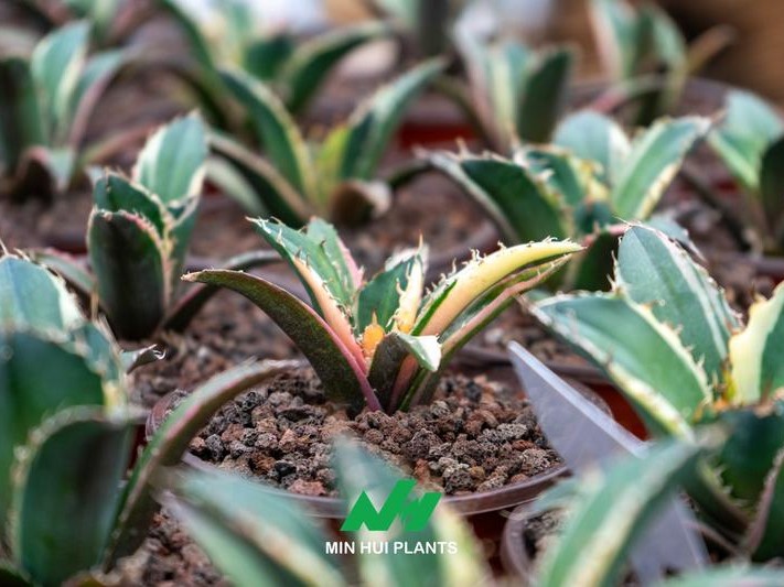 Commercial Agave Production: Why Uniformity, Root Architecture, and Growth Stage Matter More Than Plant Size