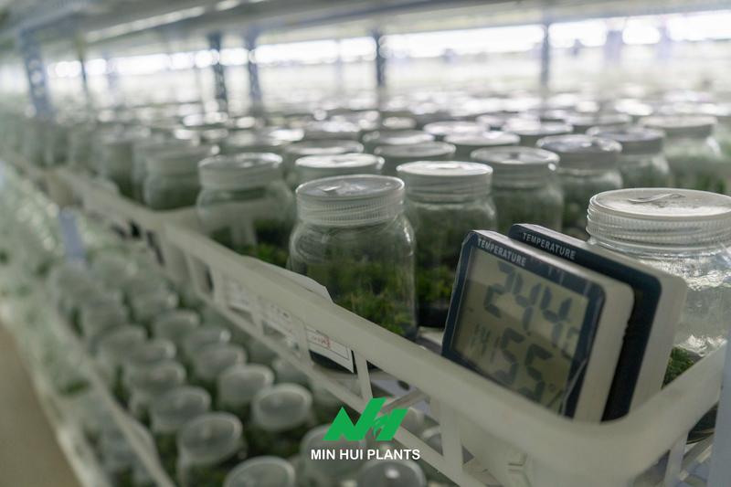 Genetic Fidelity in Plant Tissue Culture: Why Rapid Multiplication Is Meaningless Without Stable Plant Characteristics
