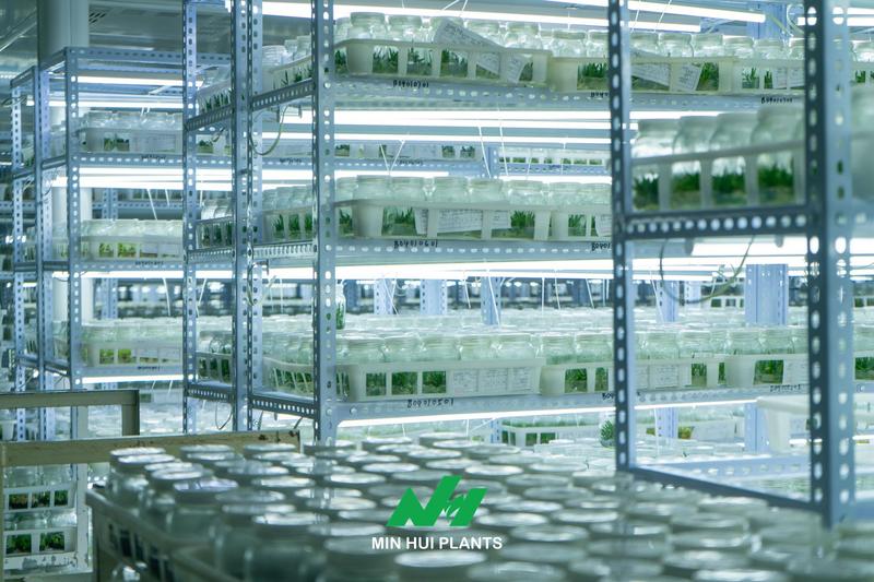 MINHui Horticulture: Building a Reliable Global Supply Chain for Tissue Culture and Specialty Plants