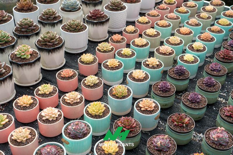 A Succulent Greenhouse Is More Than a Shelter: How Microclimate Control Determines Plant Quality