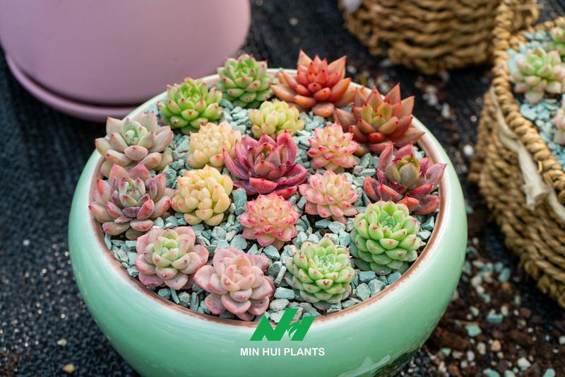 Succulent Export Quality: Why Root Maturity, Moisture Balance, and Pre-Shipment Hardening Matter
