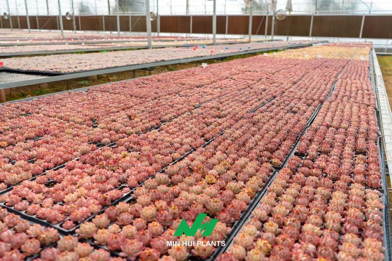A Succulent Greenhouse Is More Than a Shelter: How Microclimate Control Determines Plant Quality