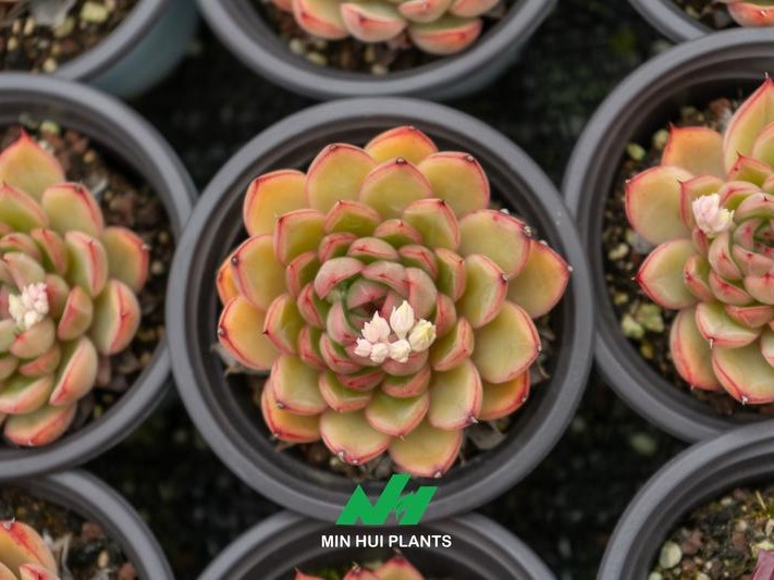 Succulent Export Quality: Why Root Maturity, Moisture Balance, and Pre-Shipment Hardening Matter