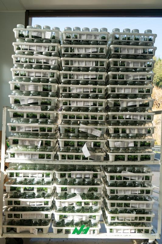 MINHui Horticulture: Building a Reliable Global Supply Chain for Tissue Culture and Specialty Plants