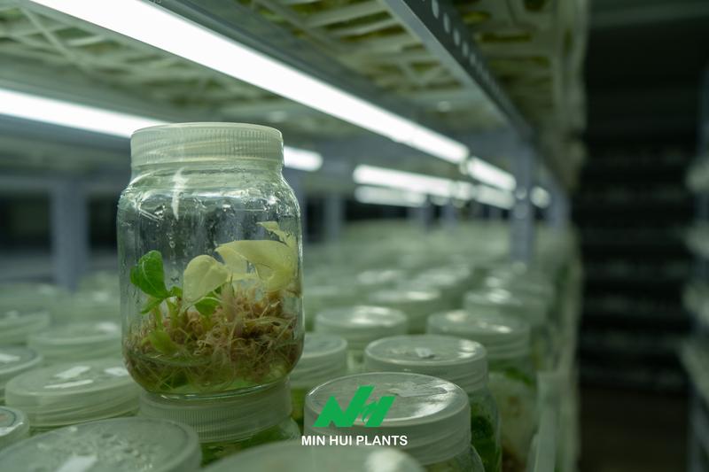 Genetic Fidelity in Plant Tissue Culture: Why Rapid Multiplication Is Meaningless Without Stable Plant Characteristics
