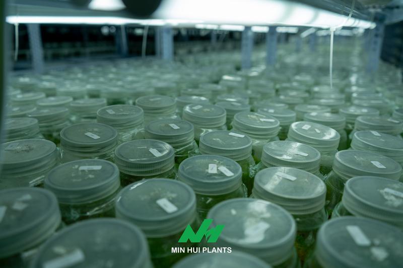 Genetic Fidelity in Plant Tissue Culture: Why Rapid Multiplication Is Meaningless Without Stable Plant Characteristics