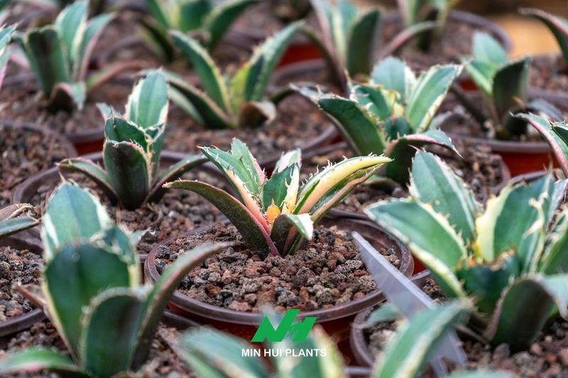 Commercial Agave Production: Why Uniformity, Root Architecture, and Growth Stage Matter More Than Plant Size