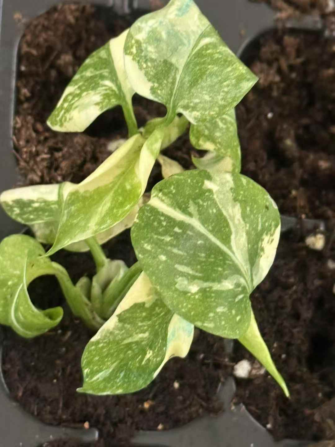 Monstera Deliciosa Cream Brulee Variegated Tissue Culture Plantlet, 3 to 5 cm, Phytosanitary Certified thumbnail 6