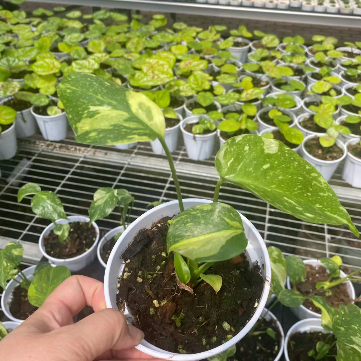Monstera Deliciosa Electro Light Variegated Tissue Culture Plantlet, 3 to 5 cm, Phytosanitary Certified thumbnail 5