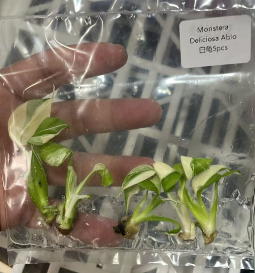 Monstera Albo Variegated | Tissue Culture Plantlet 3 to 5cm | High Contrast White and Green Variegated Aroid with Fenestrated Leaves thumbnail 4
