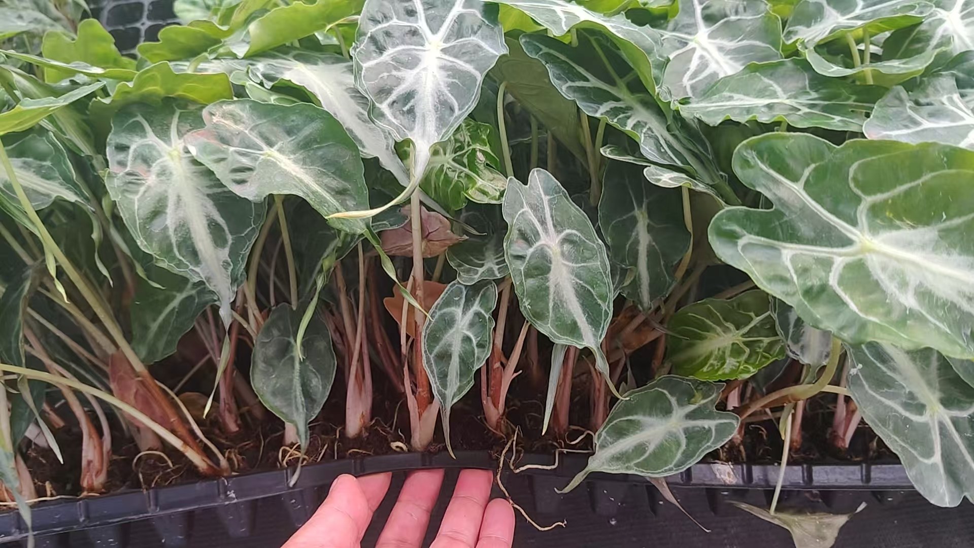 Alocasia Amazonica Venom Rare Silvery Green Tissue Culture Plantlet, 3 to 5 cm, Phytosanitary Certified thumbnail 5