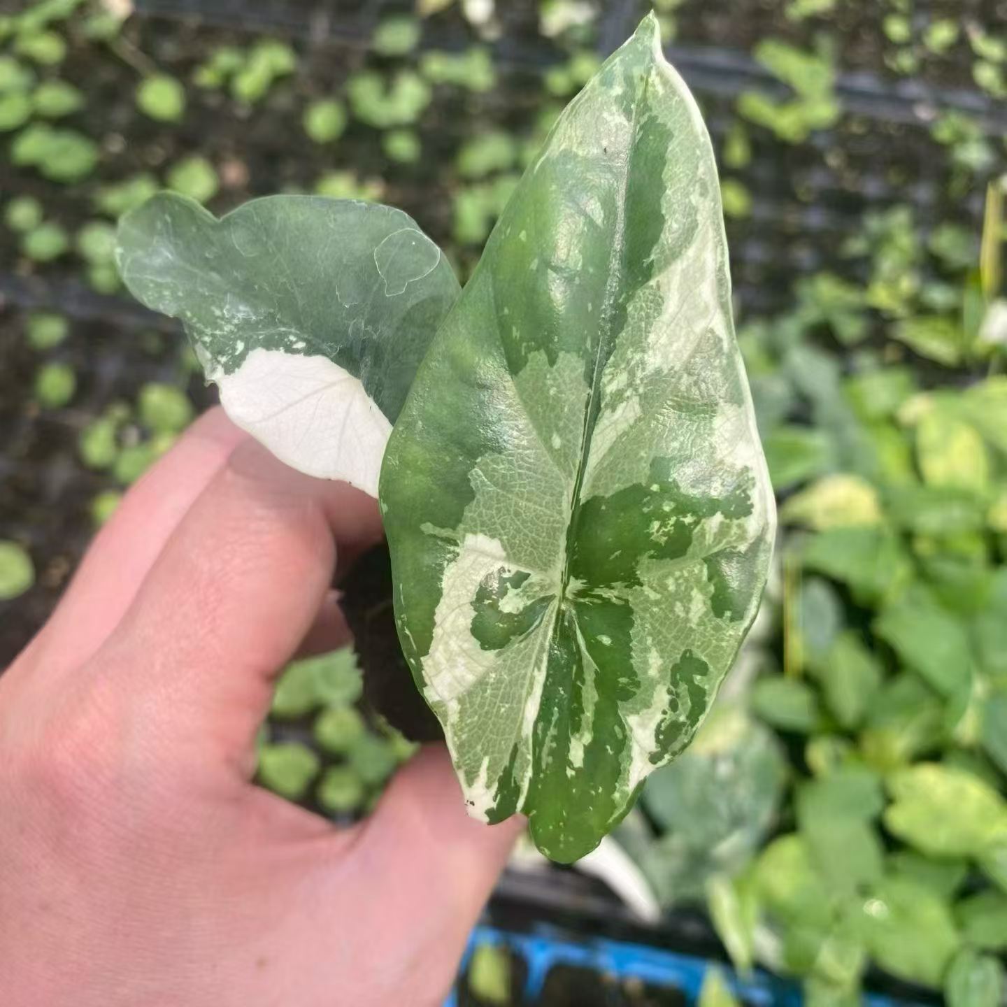 Alocasia Simpo Ablo Variegated 3-5cm Tissue Culture Plantlets Rare White Variegated Aroid for Nurseries and Wholesale thumbnail 5