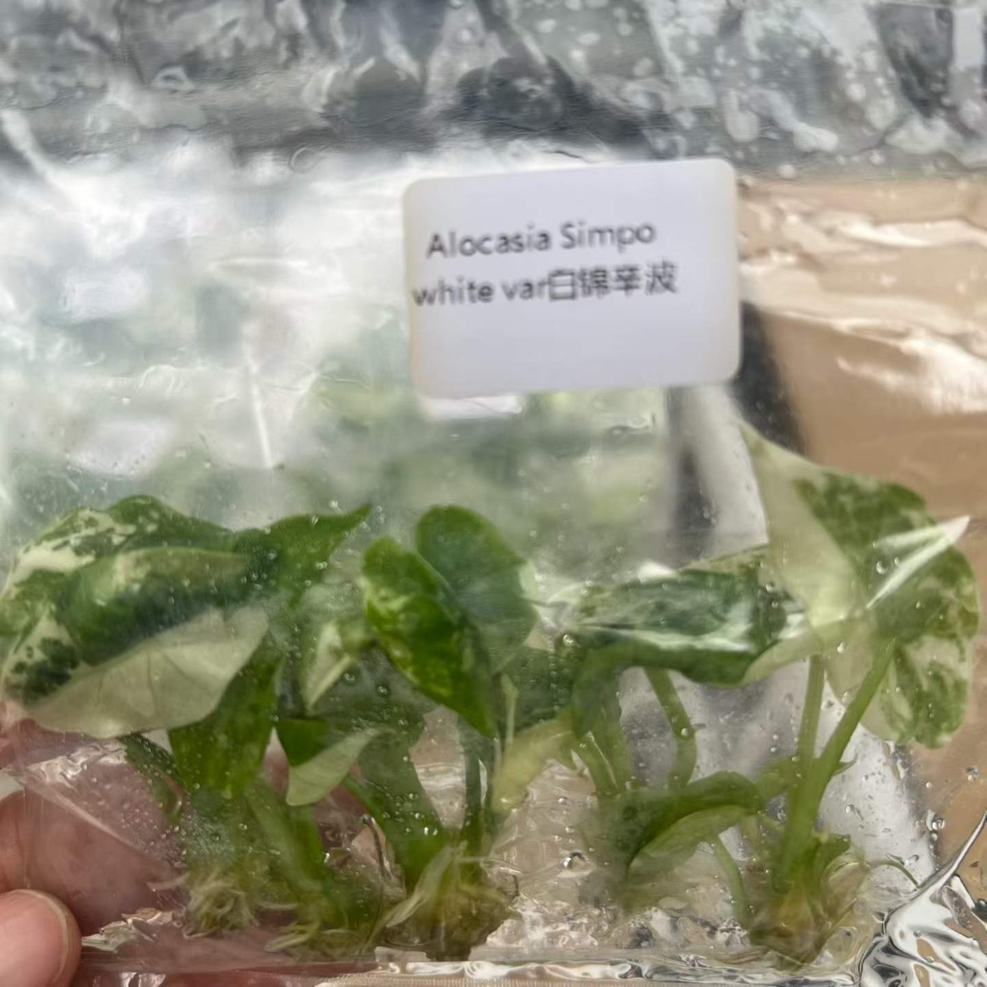 Alocasia Simpo Ablo Variegated 3-5cm Tissue Culture Plantlets Rare White Variegated Aroid for Nurseries and Wholesale thumbnail 4