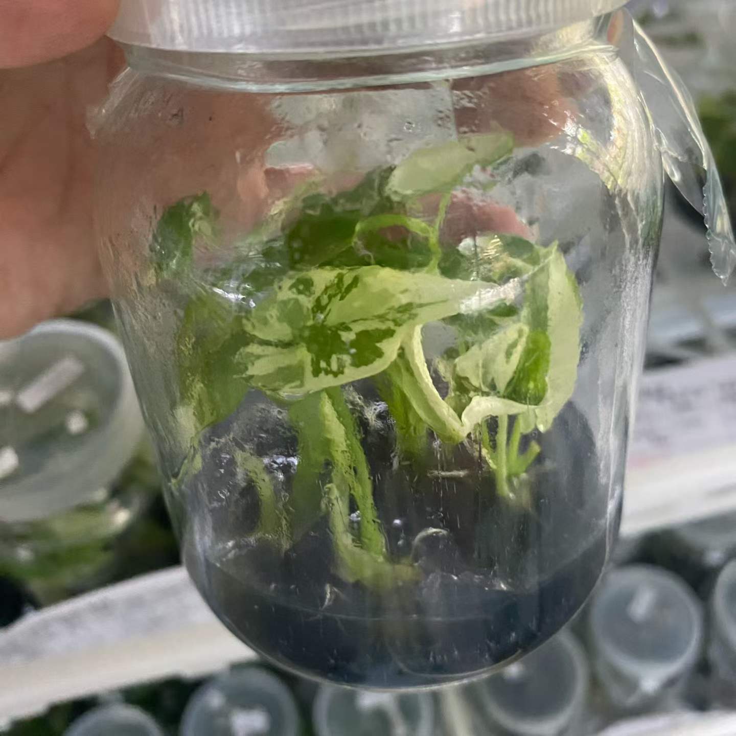Alocasia Simpo Ablo Variegated 3-5cm Tissue Culture Plantlets Rare White Variegated Aroid for Nurseries and Wholesale thumbnail 3