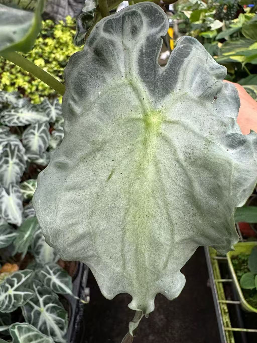 Alocasia Amazonica Venom Rare Silvery Green Tissue Culture Plantlet, 3 to 5 cm, Phytosanitary Certified thumbnail 1