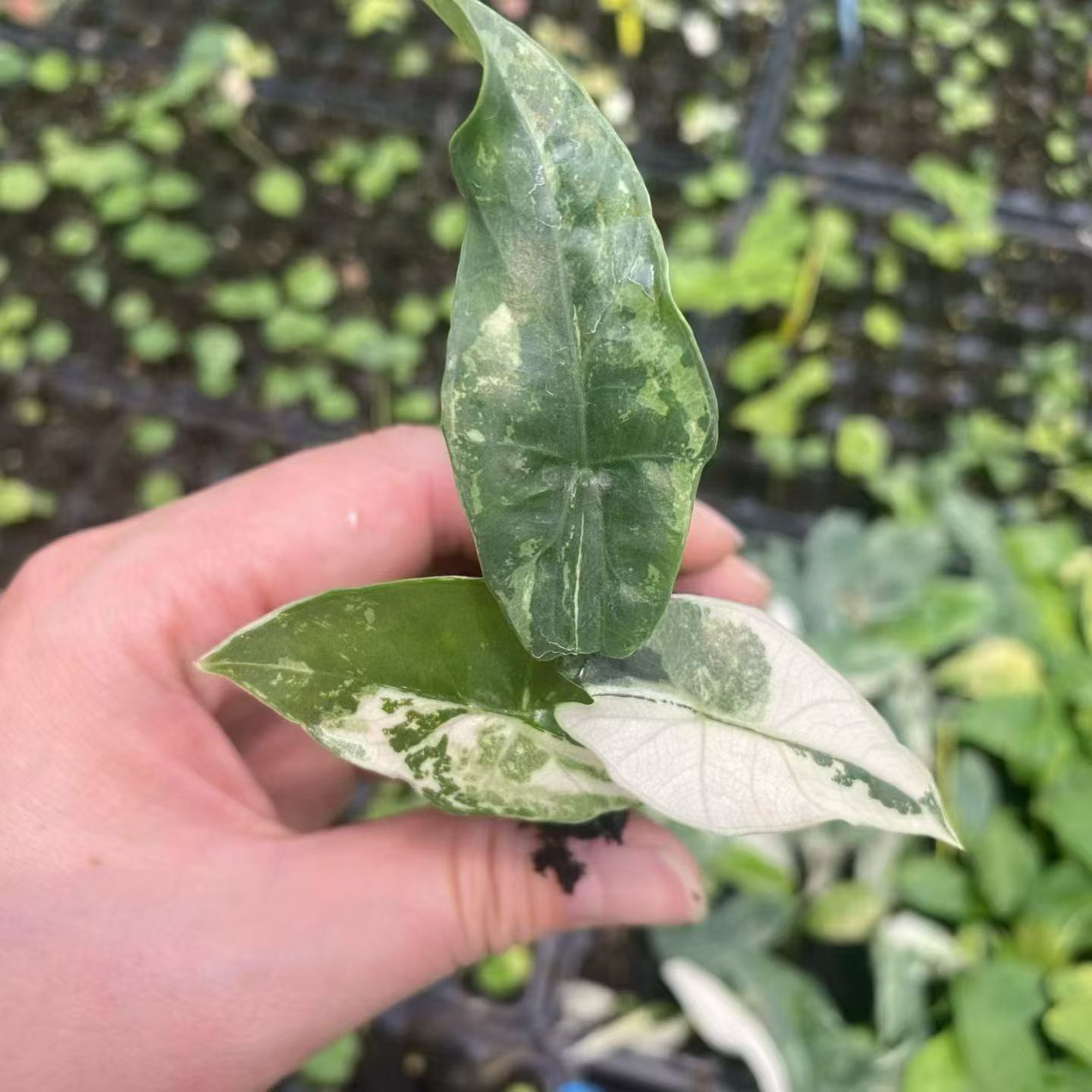 Alocasia Simpo Ablo Variegated 3-5cm Tissue Culture Plantlets Rare White Variegated Aroid for Nurseries and Wholesale thumbnail 6