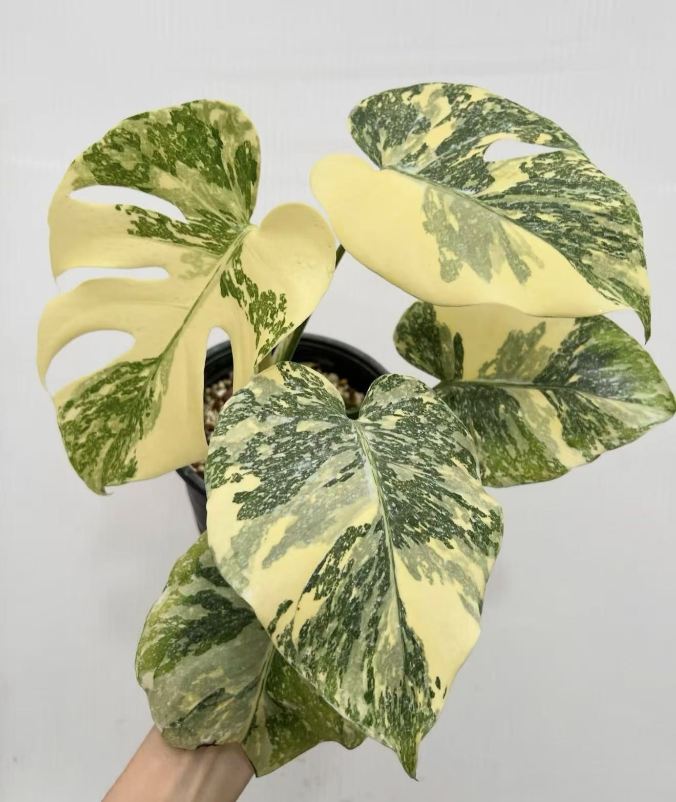 Monstera Deliciosa Cream Brulee Variegated Tissue Culture Plantlet, 3 to 5 cm, Phytosanitary Certified