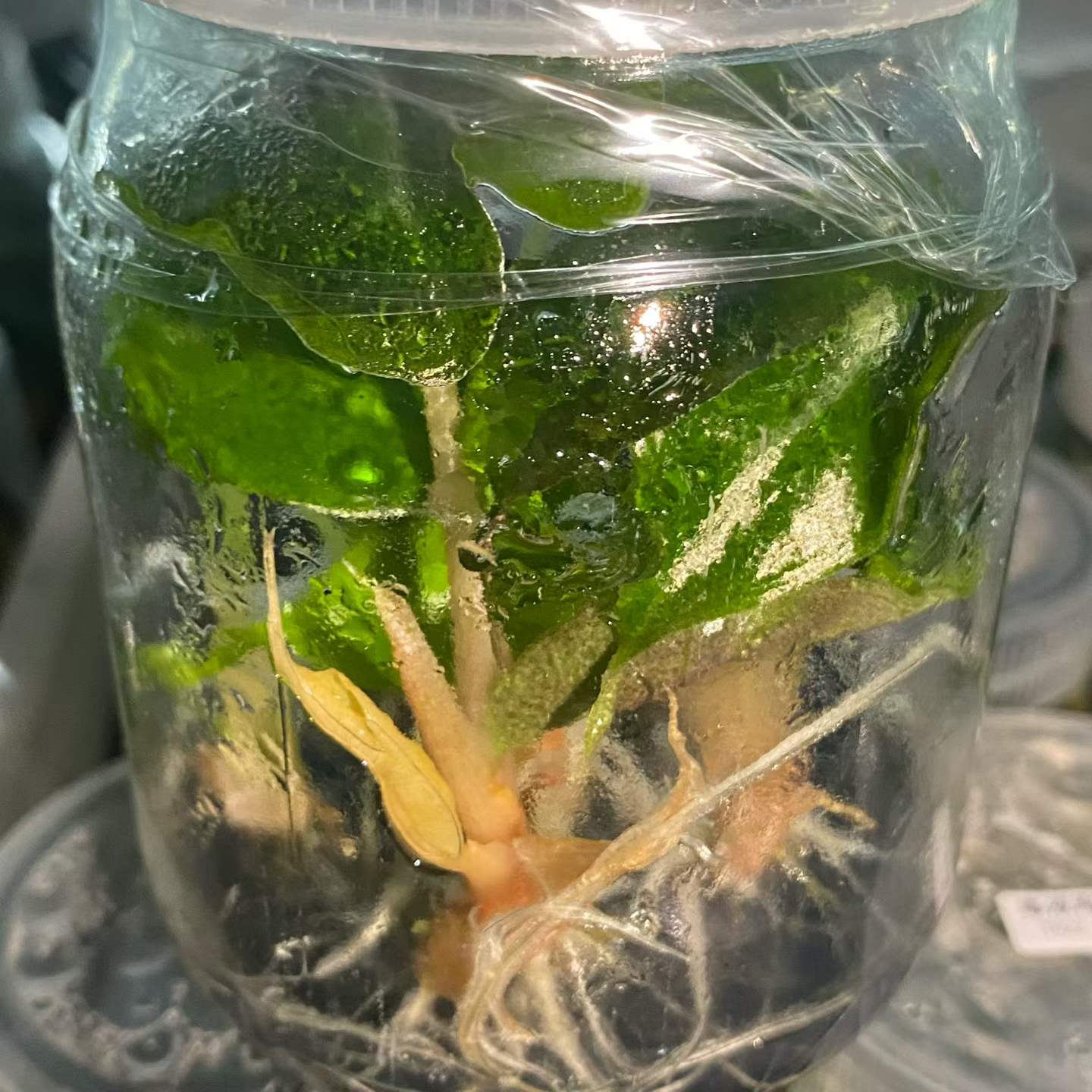 Alocasia Amazonica Venom Rare Silvery Green Tissue Culture Plantlet, 3 to 5 cm, Phytosanitary Certified thumbnail 3