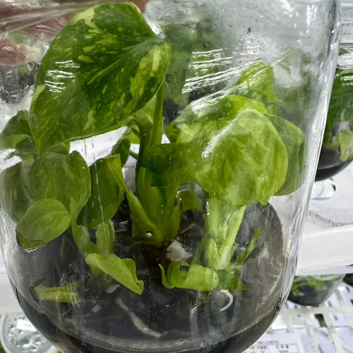 Monstera Deliciosa Electro Light Variegated Tissue Culture Plantlet, 3 to 5 cm, Phytosanitary Certified thumbnail 3