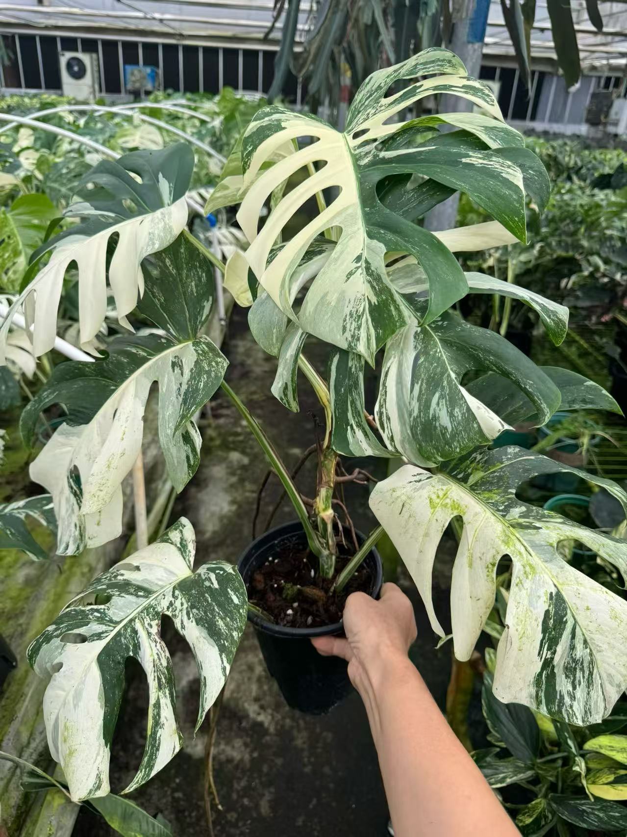 Monstera Albo Variegated | Tissue Culture Plantlet 3 to 5cm | High Contrast White and Green Variegated Aroid with Fenestrated Leaves