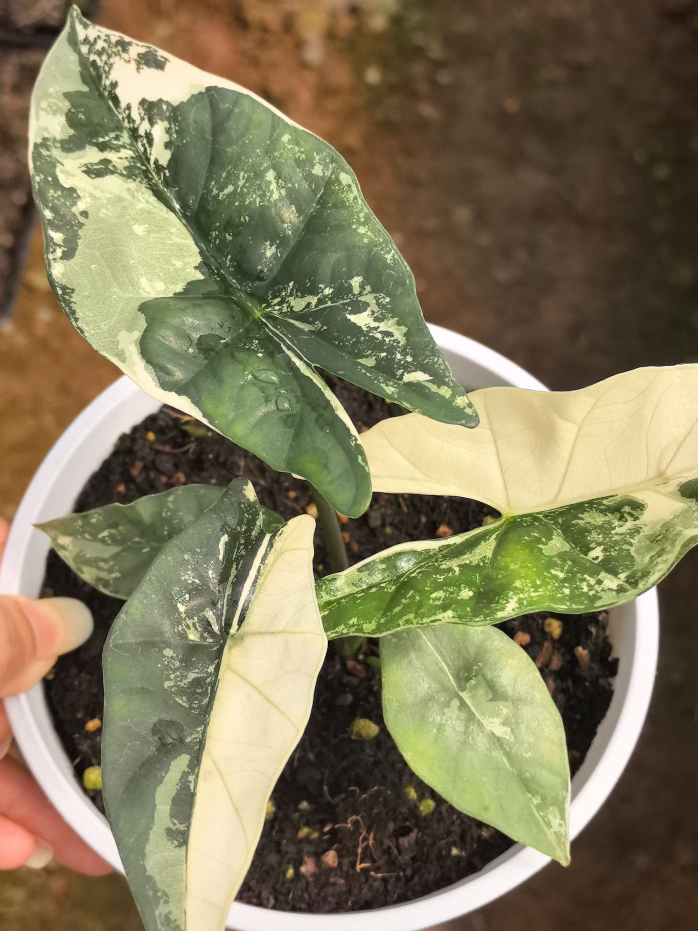 Alocasia Simpo Ablo Variegated 3-5cm Tissue Culture Plantlets Rare White Variegated Aroid for Nurseries and Wholesale thumbnail 1