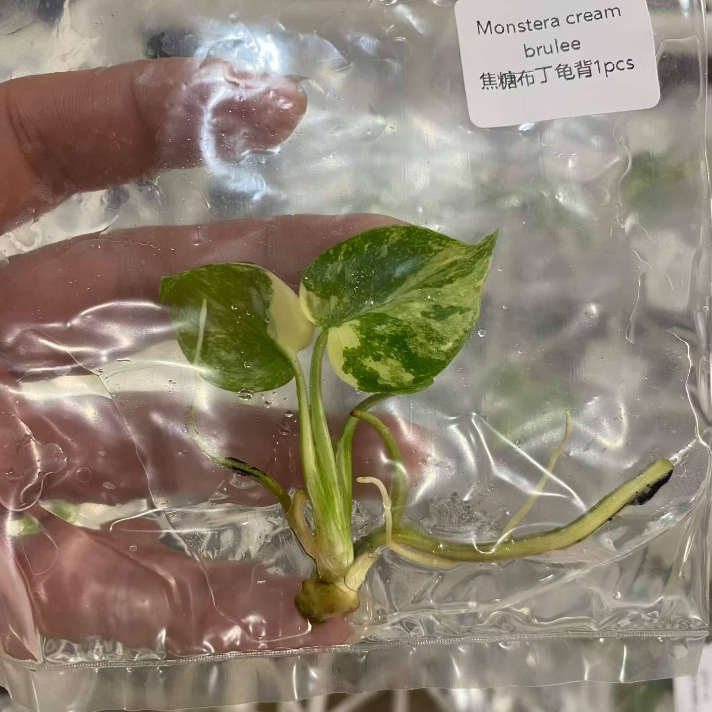 Monstera Deliciosa Cream Brulee Variegated Tissue Culture Plantlet, 3 to 5 cm, Phytosanitary Certified thumbnail 4