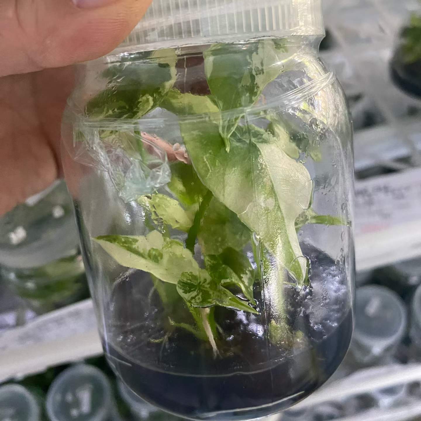 Alocasia Simpo Ablo Variegated 3-5cm Tissue Culture Plantlets Rare White Variegated Aroid for Nurseries and Wholesale thumbnail 2