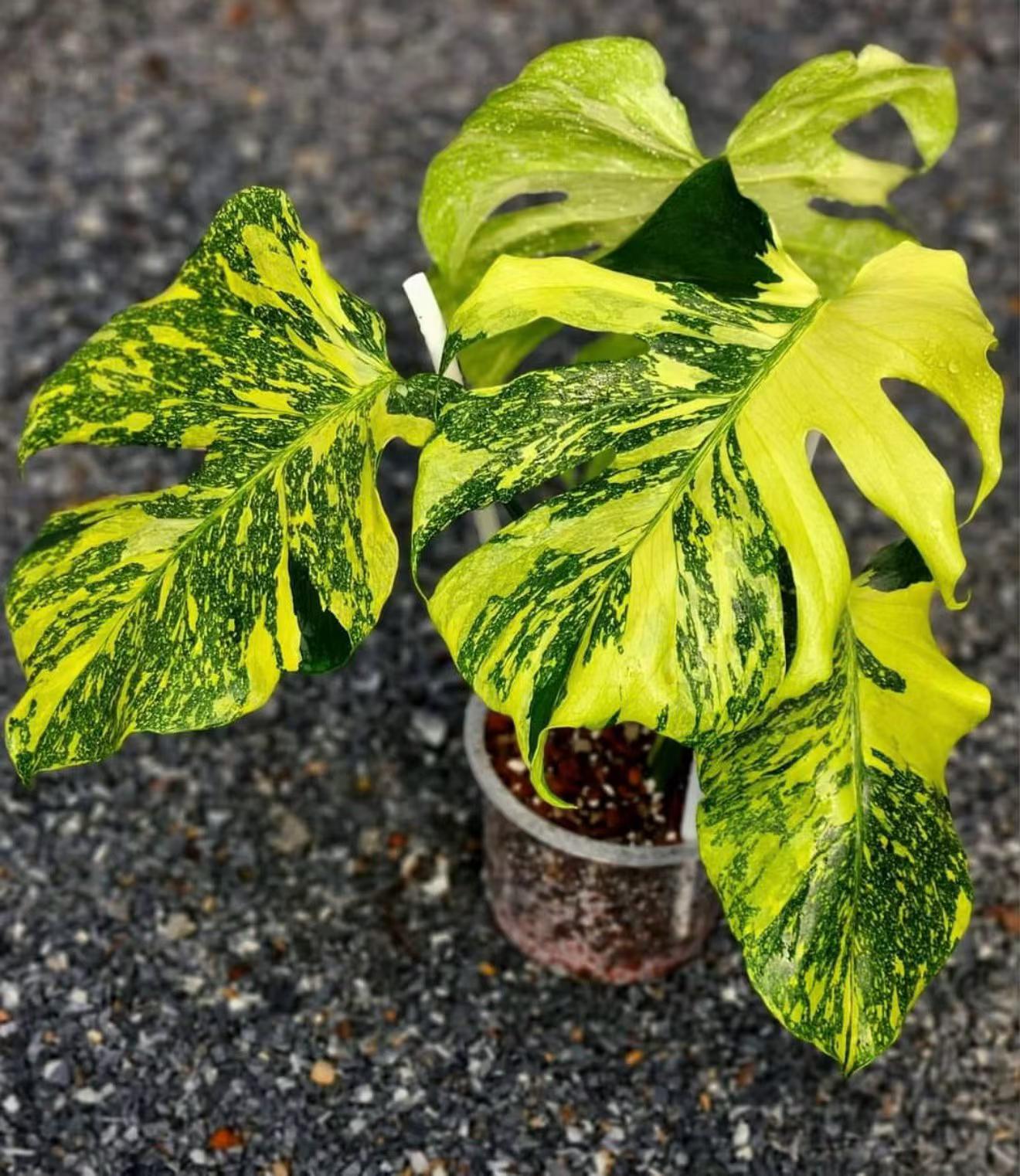 Monstera Deliciosa Electro Light Variegated Tissue Culture Plantlet, 3 to 5 cm, Phytosanitary Certified