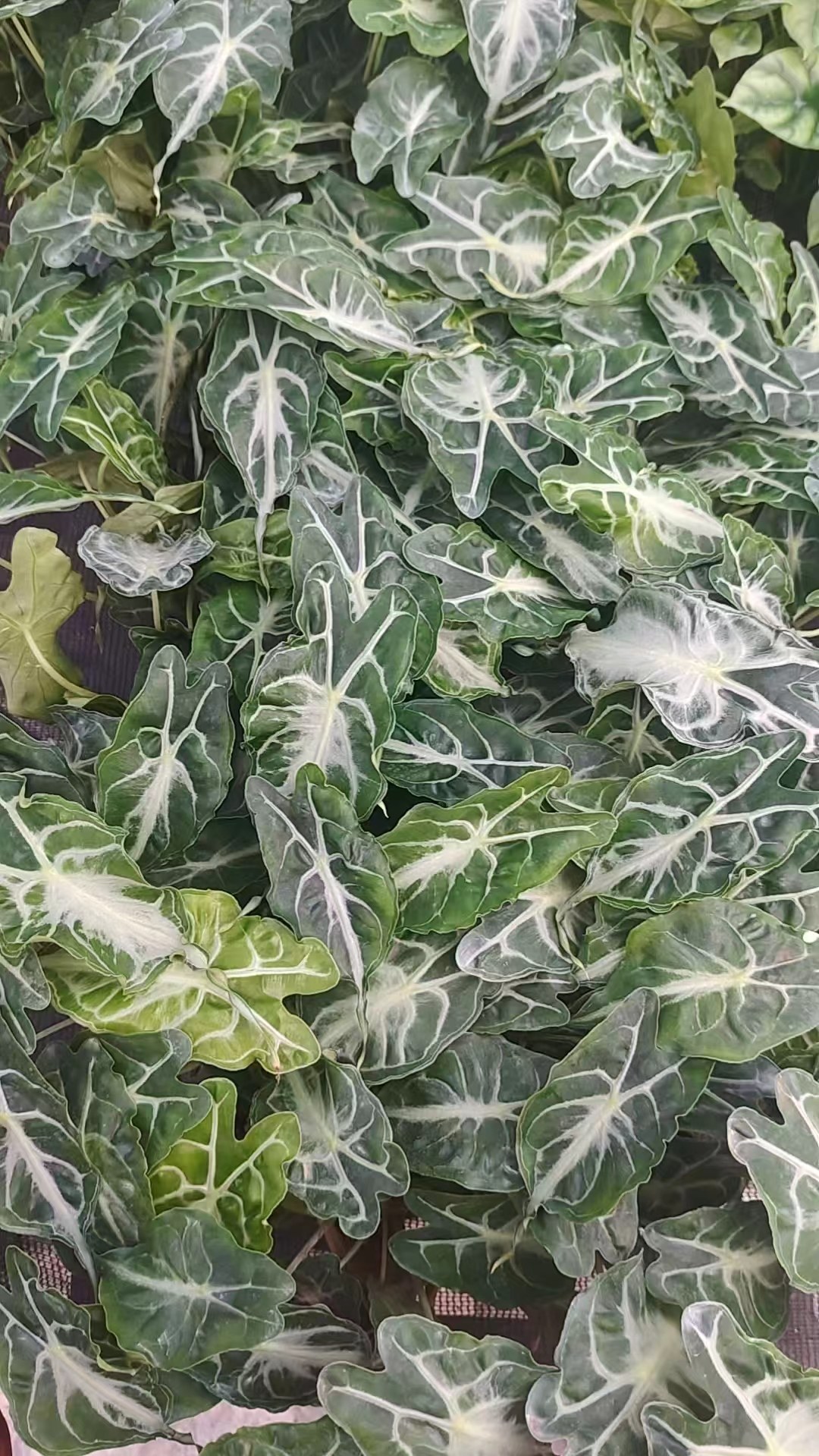 Alocasia Amazonica Venom Rare Silvery Green Tissue Culture Plantlet, 3 to 5 cm, Phytosanitary Certified thumbnail 4