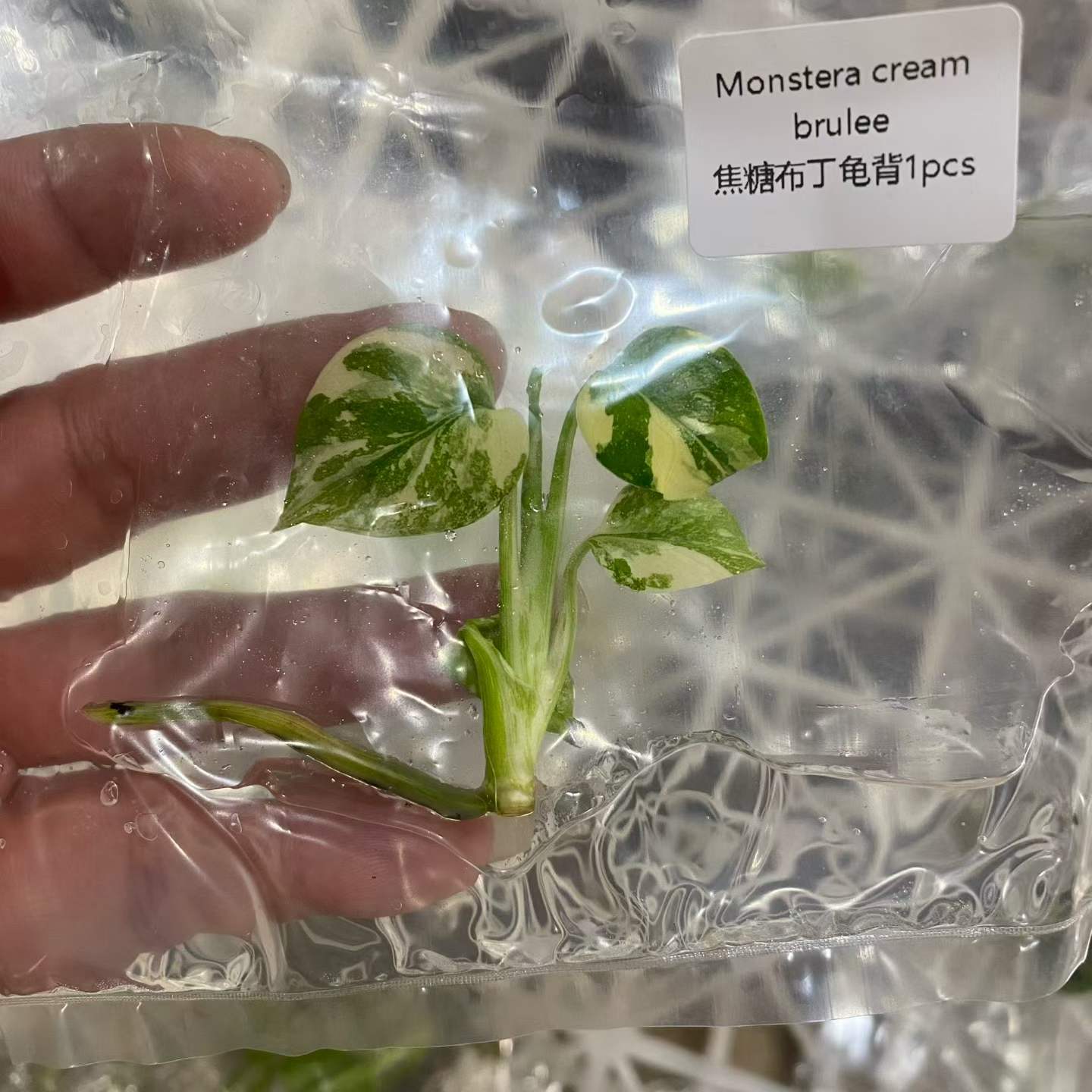 Monstera Deliciosa Cream Brulee Variegated Tissue Culture Plantlet, 3 to 5 cm, Phytosanitary Certified thumbnail 5